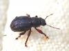 Strophosoma sp.